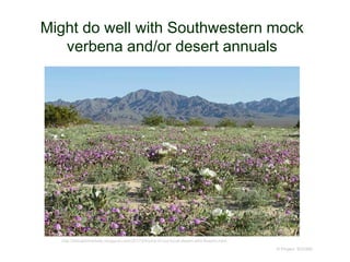 Might do well with Southwestern mock
verbena and/or desert annuals
© Project SOUND
http://dabaldoherbals.blogspot.com/2017/04/pics-of-our-local-desert-wild-flowers.html
 