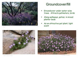 © Project SOUND
Groundcover/fill
 Groundcover under water-wise
trees. Attracts pollinators, birds
 Along walkways, patios; in mixed
planter beds
 As an attractive pot plant; light
scent
©2010 James M. Andre
http://www.amwua.org/pictures/gc-v-gooddingii-1.jpg
http://www.landscape-resources.com/portfolio/groundcoversx/pages/Verbena%20gooddingii-
1.htm
 