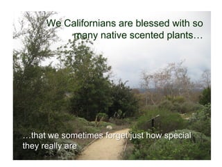 We Californians are blessed with so
many native scented plants…
…that we sometimes forget just how special
they really are
 