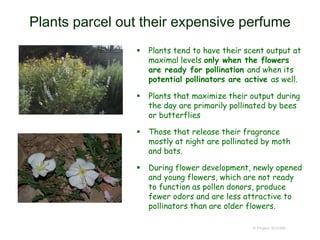 Plants parcel out their expensive perfume
 Plants tend to have their scent output at
maximal levels only when the flowers
are ready for pollination and when its
potential pollinators are active as well.
 Plants that maximize their output during
the day are primarily pollinated by bees
or butterflies
 Those that release their fragrance
mostly at night are pollinated by moth
and bats.
 During flower development, newly opened
and young flowers, which are not ready
to function as pollen donors, produce
fewer odors and are less attractive to
pollinators than are older flowers.
© Project SOUND
 