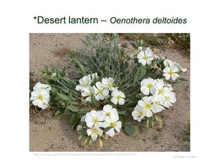 © Project SOUND
*Desert lantern – Oenothera deltoides
http://calscape.org/Oenothera-deltoides-(Dune-Primrose)?srchcr=sc5848d74a17797
 