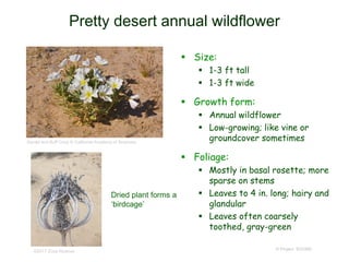 © Project SOUND
Pretty desert annual wildflower
 Size:
 1-3 ft tall
 1-3 ft wide
 Growth form:
 Annual wildflower
 Low-growing; like vine or
groundcover sometimes
 Foliage:
 Mostly in basal rosette; more
sparse on stems
 Leaves to 4 in. long; hairy and
glandular
 Leaves often coarsely
toothed, gray-green
©2017 Zoya Akulova
Gerald and Buff Corsi © California Academy of Sciences
Dried plant forms a
‘birdcage’
 