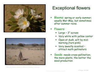 © Project SOUND
Exceptional flowers
 Blooms: spring or early summer;
usually Mar-May, but sometimes
after summer rains.
 Flowers:
 Large – 3” across
 Very white with yellow center
 Open at dusk, wilt by mid-
morning (turn pink)
 Very sweetly scented –
attract moth pollinators
 Seeds: needs cross-pollination;
the more plants, the better the
seed production
http://www.answers.com/topic/dudleya
Sherry Ballard © California Academy of Sciences
Glenn and Martha Vargas © California Academy of Sciences
 