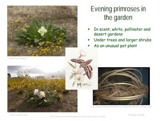 © Project SOUND
Evening primroses in
the garden
 In scent, white, pollinator and
desert gardens
 Under trees and larger shrubs
 As an unusual pot plant
©2006 Steve Matson
©2014 Sheryl Creer
J. E.(Jed) and Bonnie McClellan © California Academy of Sciences
http://www.joycesnativescape.com/north-mnt-preserve-exhibit
 
