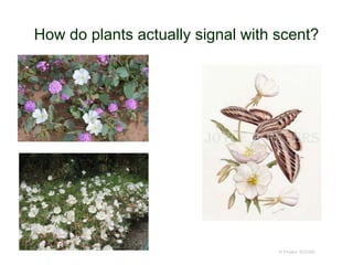 How do plants actually signal with scent?
© Project SOUND
 