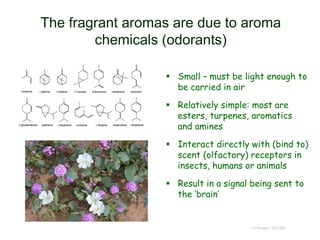 The fragrant aromas are due to aroma
chemicals (odorants)
 Small – must be light enough to
be carried in air
 Relatively simple: most are
esters, turpenes, aromatics
and amines
 Interact directly with (bind to)
scent (olfactory) receptors in
insects, humans or animals
 Result in a signal being sent to
the ‘brain’
© Project SOUND
 