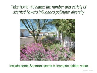 Take home message: the number and variety of
scented flowers influences pollinator diversity
© Project SOUND
http://az.audubon.org/newsroom/news-stories/2013/easy-ways-attract-wildlife-your-
yard
Include some Sonoran scents to increase habitat value
 