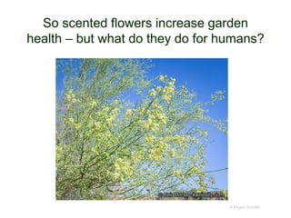 So scented flowers increase garden
health – but what do they do for humans?
© Project SOUND
 