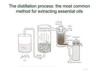The distillation process: the most common
method for extracting essential oils
© Project SOUND
http://www.baldwins.co.uk/blog/2011/07/how-is-essential-oils-produced/
 