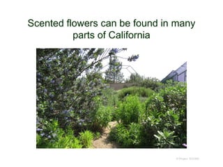 Scented flowers can be found in many
parts of California
© Project SOUND
 