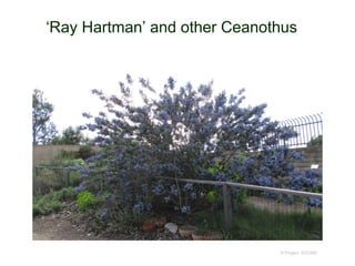 ‘Ray Hartman’ and other Ceanothus
© Project SOUND
 
