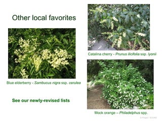 Other local favorites
© Project SOUND
Blue elderberry - Sambucus nigra ssp. cerulea
Catalina cherry - Prunus ilicifolia ssp. lyonii
Mock orange – Philadelphus spp.
See our newly-revised lists
 