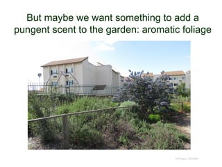 But maybe we want something to add a
pungent scent to the garden: aromatic foliage
© Project SOUND
 