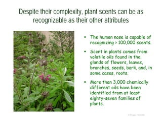 Despite their complexity, plant scents can be as
recognizable as their other attributes
 The human nose is capable of
recognizing > 100,000 scents.
 Scent in plants comes from
volatile oils found in the
glands of flowers, leaves,
branches, seeds, bark, and, in
some cases, roots.
 More than 3,000 chemically
different oils have been
identified from at least
eighty-seven families of
plants.
© Project SOUND
 