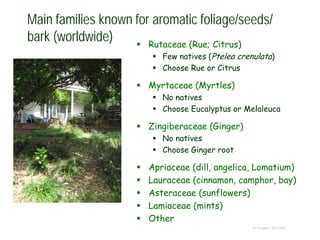 Main families known for aromatic foliage/seeds/
bark (worldwide)  Rutaceae (Rue; Citrus)
 Few natives (Ptelea crenulata)
 Choose Rue or Citrus
 Myrtaceae (Myrtles)
 No natives
 Choose Eucalyptus or Melaleuca
 Zingiberaceae (Ginger)
 No natives
 Choose Ginger root
 Apriaceae (dill, angelica, Lomatium)
 Lauraceae (cinnamon, camphor, bay)
 Asteraceae (sunflowers)
 Lamiaceae (mints)
 Other
© Project SOUND
 