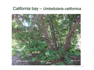 © Project SOUND
California bay – Umbellularia californica
 