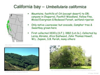  Mountains, foothills of CA (except desert) to OR;
canyons in Chaparral, Foothill Woodland, Yellow Pine,
Mixed Evergreen & Redwood Forest, wetland-riparian
 Only native Lauraceae; but avocado, Camphor tree &
Sweetbay grown here
 First collected 1830’s (S.F.); 1882 (LA Co.). Collected by
Leroy Abrams, Alice Eastwood, John Thomas Howell,
W.L. Jepson, S.B. Parish, many others
© Project SOUND
California bay – Umbellularia californica
©1995 Saint Mary's College of California
https://www.fs.fed.us/database/feis/plants/tree/um
bcal/all.html
http://treesofsantacruzcounty.blogspot.com/2013/07/umbellularia-californica.html
 
