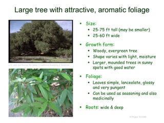 © Project SOUND
Large tree with attractive, aromatic foliage
 Size:
 25-75 ft tall (may be smaller)
 25-60 ft wide
 Growth form:
 Woody, evergreen tree
 Shape varies with light, moisture
 Larger, mounded trees in sunny
spots with good water
 Foliage:
 Leaves simple, lanceolate, glossy
and very pungent
 Can be used as seasoning and also
medicinally
 Roots: wide & deep
J. E.(Jed) and Bonnie McClellan © California Academy of Sciences
 