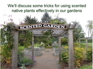 © Project SOUND
We’ll discuss some tricks for using scented
native plants effectively in our gardens
 