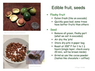 Edible fruit, seeds
 Fleshy fruit
 Eaten fresh (like an avocado)
 Quickly goes bad; some trees
have better fruits than others
 Seed
 Remove all green, fleshy part
(what we eat in avocados)
 Air dry the ‘pits’
 Store dry pits in paper bag
 Roast at 350° F for 1 to 1 ½
hours (single layer; check every
20 min.; will be brown inside)
 Grind as use like cocoa powder
(tastes like chocolate + coffee)
© Project SOUND
https://en.wikipedia.org/wiki/Umbellularia
©2009 Anna Bennett
 