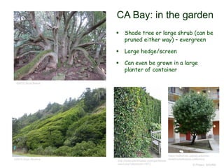 © Project SOUND
CA Bay: in the garden
 Shade tree or large shrub (can be
pruned either way) – evergreen
 Large hedge/screen
 Can even be grown in a large
planter of container
©2012 Scott Batiuk
©2015 Zoya Akulova
http://www.plantmaster.com/gardens/e
plant.php?plantnum=1673
https://selectree.calpoly.edu/tree-
detail/umbellularia-californica
 