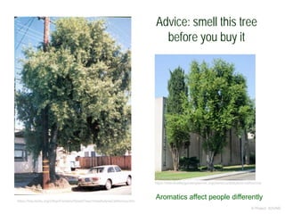 Advice: smell this tree
before you buy it
© Project SOUND
https://bss.lacity.org/UrbanForestry/StreetTree/UmbellulariaCalifornica.htm
https://inlandvalleygardenplanner.org/plants/umbelularia-californica/
Aromatics affect people differently
 