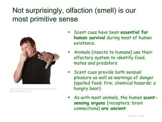 Not surprisingly, olfaction (smell) is our
most primitive sense
 Scent cues have been essential for
human survival during most of human
existence.
 Animals (insects to humans) use their
olfactory system to identify food,
mates and predators
 Scent cues provide both sensual
pleasure as well as warnings of danger
(spoiled food; fire; chemical hazards; a
hungry bear)
 As with most animals, the human scent-
sensing organs (receptors; brain
connections) are ancient
© Project SOUND
http://www.gardenandgreenhouse.net/articles/march-
2008/hydroponics-101-9/
 