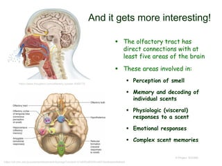  The olfactory tract has
direct connections with at
least five areas of the brain
 These areas involved in:
 Perception of smell
 Memory and decoding of
individual scents
 Physiologic (visceral)
responses to a scent
 Emotional responses
 Complex scent memories
© Project SOUND
https://www.thoughtco.com/olfactory-system-4066176
https://oli.cmu.edu/jcourse/workbook/activity/page?context=21af2f2e80020ca6018edbaaeb4b8ee5
And it gets more interesting!
 