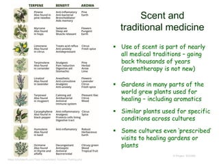 Scent and
traditional medicine
 Use of scent is part of nearly
all medical traditions – going
back thousands of years
(aromatherapy is not new)
 Gardens in many parts of the
world grew plants used for
healing – including aromatics
 Similar plants used for specific
conditions across cultures
 Some cultures even ‘prescribed’
visits to healing gardens or
plants
© Project SOUND
https://phytatech.com/Test-ValueAdded-Terpene-Testing.php
 