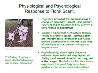 Physiological and Psychological
Response to Floral Scent.
 Fragrance activated the cerebral areas in
charge of movement, speech, and memory
functions and stimulated the SNS activity in
ways related to excitement.
 Support findings that horticultural therapy
tended to promote speech, communication,
and thereby social interaction and helped
prevent deterioration of the mental abilities
of individuals with Alzheimer's disease in
long-term care
 Psychologically, plum blossom fragrance
enhanced vigor while reducing depressed
feelings and evoked cheerful, exciting, and
active images. This helps explain the common
experience that plant fragrances have a
positive effect on our mood and emotions.
© Project SOUND
https://sequinsandcherryblossom.com/2016/02/1
5/plum-blossom-or-cherry-blossom-which-is-it/
The feeling of ‘spring’ –
direct effect of odorants or
due to scent memories?
 