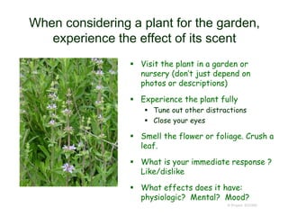 When considering a plant for the garden,
experience the effect of its scent
 Visit the plant in a garden or
nursery (don’t just depend on
photos or descriptions)
 Experience the plant fully
 Tune out other distractions
 Close your eyes
 Smell the flower or foliage. Crush a
leaf.
 What is your immediate response ?
Like/dislike
 What effects does it have:
physiologic? Mental? Mood?
© Project SOUND
 