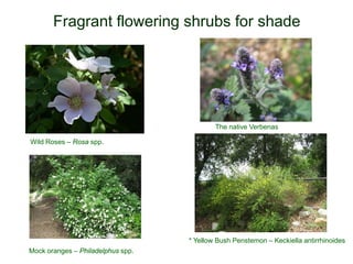 Fragrant flowering shrubs for shade
* Yellow Bush Penstemon – Keckiella antirrhinoides
Wild Roses – Rosa spp.
Mock oranges – Philadelphus spp.
The native Verbenas
 