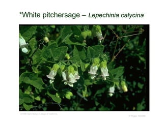 © Project SOUND
*White pitchersage – Lepechinia calycina
©1995 Saint Mary's College of California
 