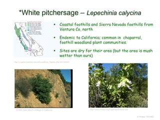 © Project SOUND
*White pitchersage – Lepechinia calycina
http://ucjeps.berkeley.edu/eflora/eflora_display.php?tid=30500
©1995 Saint Mary's College of California
 Coastal foothills and Sierra Nevada foothills from
Ventura Co, north
 Endemic to California; common in chaparral,
foothill woodland plant communities.
 Sites are dry for their area (but the area is mush
wetter than ours)
http://www.cnpsci.org/Calendar/Events.htm
 