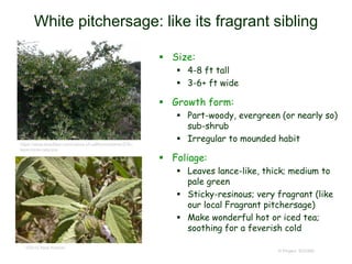 © Project SOUND
White pitchersage: like its fragrant sibling
 Size:
 4-8 ft tall
 3-6+ ft wide
 Growth form:
 Part-woody, evergreen (or nearly so)
sub-shrub
 Irregular to mounded habit
 Foliage:
 Leaves lance-like, thick; medium to
pale green
 Sticky-resinous; very fragrant (like
our local Fragrant pitchersage)
 Make wonderful hot or iced tea;
soothing for a feverish cold
©2015 Neal Kramer
https://www.laspilitas.com/nature-of-california/plants/379--
lepechinia-calycina
 