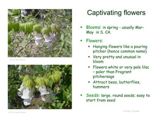 © Project SOUND
Captivating flowers
 Blooms: in spring - usually Mar-
May in S. CA.
 Flowers:
 Hanging flowers like a pouring
pitcher (hence common name)
 Very pretty and unusual in
bloom
 Flowers white or very pale lilac
– paler than Fragrant
pitchersage
 Attract bees, butterflies,
hummers
 Seeds: large, round seeds; easy to
start from seed
©2016 Keir Morse
©2016 Neal Kramer
 