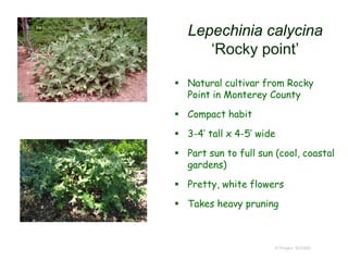 Lepechinia calycina
‘Rocky point’
 Natural cultivar from Rocky
Point in Monterey County
 Compact habit
 3-4’ tall x 4-5’ wide
 Part sun to full sun (cool, coastal
gardens)
 Pretty, white flowers
 Takes heavy pruning
© Project SOUND
 