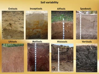Entisols
Mollisols
Alfisols Spodosols
Ultisols
Inceptisols
Histosols Vertisols
Soil variability
 