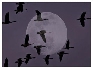 SCF NE Group Orientation 2011 ppt Sierra Club Florida