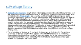 scfv phage library
• Antibody scFv fragments (single-chain Fv) are popular recombinant antibody formats and
the smallest antibody fragments capable of recognizing an antigen, but often suffer from
limited stability. Phage display is a powerful tool in antibody engineering and is also
applicable for stability selection. ScFv is well displayed on filamentous phage and is often
the preferred antibody format in antibody engineering. ScFv variants with improved
stability can be selected from large randomly mutated phage displayed libraries with a
specific antigen after the unstable variants have been inactivated by heat or chaotropic
agents. ScFv molecules combine the coding sequence of the variable heavy (VH) and
sequence of the variable light chain (VL) domains of an antibody in a single-gene encoded
format. The resulting polypeptides, with the variable light (VH ) and heavy chain (VH )
domains connected by a flexible peptide linker, were assemble into functional antigen-
binding sites.
• The orientation of ligation of VL and VH is VL-linker- VH or VH-linker- VL. The antigen
specificity of the two construction types is similar but they can lead to secretory
expression in E.coli in different level. So you can choose any of the two construction
orientations and then design primer by PCR method and sequence assembly type.
Several PCR strategies are listed below:
 