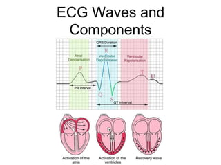 ECG Waves and
Components
 
