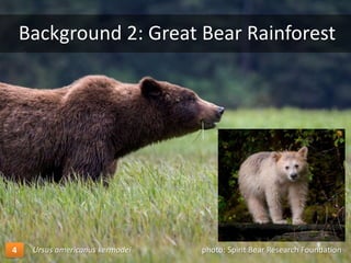 photo: Spirit Bear Research FoundationUrsus americanus kermodei
Background 2: Great Bear Rainforest
4
 