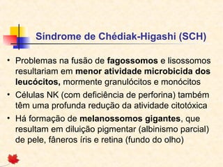Síndrome de Chédiak-Higashi (SCH)
• Problemas na fusão de fagossomos e lisossomos
resultariam em menor atividade microbicida dos
leucócitos, mormente granulócitos e monócitos
• Células NK (com deficiência de perforina) também
têm uma profunda redução da atividade citotóxica
• Há formação de melanossomos gigantes, que
resultam em diluição pigmentar (albinismo parcial)
de pele, fâneros íris e retina (fundo do olho)

 