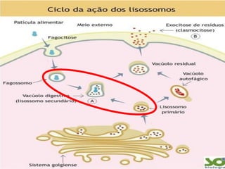 Síndrome de Chédiak-Higashi (SCH)

 