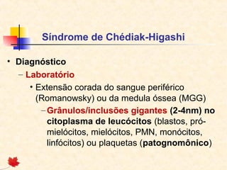 Síndrome de Chédiak-Higashi
• Diagnóstico
– Laboratório
• Extensão corada do sangue periférico
(Romanowsky) ou da medula óssea (MGG)
– Grânulos/inclusões gigantes (2-4nm) no
citoplasma de leucócitos (blastos, prómielócitos, mielócitos, PMN, monócitos,
linfócitos) ou plaquetas (patognomônico)

 