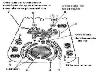 Síndrome de Chédiak-Higashi (SCH)

 