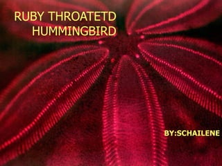 RUBY THROATETD
  HUMMINGBIRD




                 BY:SCHAILENE
 