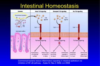 Probiotics – Prebiotics