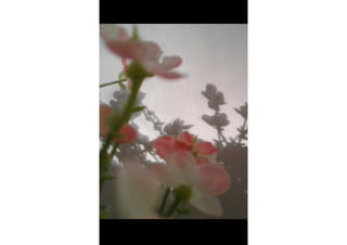 Schattenkunst Projekt