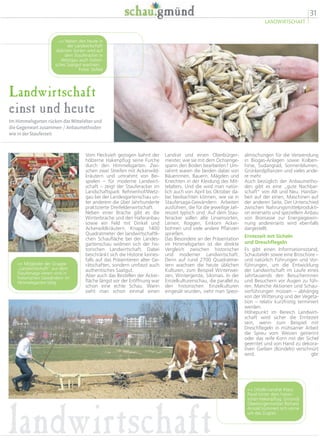 31
LANDWIRTSCHAFT
landwirtschaft
Landwirtschaft
einst und heute
Im Himmelsgarten rücken das Mittelalter und
die Gegenwart zusammen / Anbaumethoden
wie in der Stauferzeit
almischungen für die Verwendung
in Biogas-Anlagen sowie Kolben-
hirse, Sudangrad, Sonnenblumen,
Grünlandpflanzen und vieles ande-
re mehr.
Auch bezüglich der Anbaumetho-
den gibt es eine „gute Nachbar-
schaft“ von Alt und Neu. Handar-
beit auf der einen, Maschinen auf
der anderen Seite. Der Unterschied
zwischen Nahrungsmittelprodukti-
on einerseits und speziellem Anbau
von Biomasse zur Energiegewin-
nung andererseits wird ebenfalls
dargestellt.
Erntezeit mit Sicheln
und Dreschflegeln
Es gibt einen Informationsstand,
Schautafeln sowie eine Broschüre –
und natürlich Führungen und Vor-
führungen, um die Entwicklung
der Landwirtschaft im Laufe eines
Jahrtausends den Besucherinnen
und Besuchern vor Augen zu füh-
ren. Manche Aktionen und Schau-
vorführungen müssen – abhängig
von der Witterung und der Vegeta-
tion – relativ kurzfristig terminiert
werden.
Höhepunkt im Bereich Landwirt-
schaft wird sicher die Erntezeit
sein, wenn zum Beispiel mit
Dreschflegeln in mühsamer Arbeit
die Spreu vom Weizen getrennt
oder das reife Korn mit der Sichel
geerntet und von Hand zu dekora-
tiven Garben (Bündeln) verschnürt
wird. gbr
Landrat und einen Oberbürger-
meister, wie sie mit dem Ochsenge-
spann den Boden bearbeiten? Um-
rahmt waren die beiden dabei von
Bäuerinnen, Bauern, Mägden und
Knechten in der Kleidung des Mit-
telalters. Und die wird man natür-
lich auch von April bis Oktober da-
bei beobachten können, wie sie in
Staufersaga-Gewändern Arbeiten
ausführen, die für die jeweilige Jah-
reszeit typisch sind. Auf dem Stau-
feracker sollen alte Linsensorten,
Leinen, Roggen, Einkorn Acker-
bohnen und viele andere Pflanzen
sprießen.
Das Besondere an der Präsentation
im Himmelsgarten ist der direkte
Vergleich zwischen historischer
und moderner Landwirtschaft.
Denn auf rund 2700 Quadratme-
tern wachsen die heute üblichen
Kulturen, zum Beispiel Winterwei-
zen, Wintergerste, Silomais. In der
Einzelkulturenschau, die parallel zu
den historischen Einzelkulturen
eingesät wurden, sieht man Spezi-
Vom Fleckvieh gezogen bahnt der
hölzerne Hakenpflug seine Furche
durch den Himmelsgarten. Zwi-
schen zwei Streifen mit Ackerwild-
kräutern und umrahmt von Bei-
spielen – für moderne Landwirt-
schaft – zeigt der Stauferacker im
Landschaftspark Rehnenhof/Wetz-
gau bei der Landesgartenschau un-
ter anderem die über Jahrhunderte
praktizierte Dreifelderwirtschaft.
Neben einer Brache gibt es die
Winterbrache und den Haferanbau
sowie ein Feld mit Dinkel und
Ackerwildkräutern. Knapp 1400
Quadratmeter der landwirtschaftli-
chen Schaufläche bei der Landes-
gartenschau widmen sich der his-
torischen Landwirtschaft. Dabei
beschränkt sich die Historie keines-
falls auf das Präsentieren alter Ge-
rätschaften, sondern umfasst auch
authentisches Saatgut.
Aber auch das Bestellen der Acker-
fläche längst vor der Eröffnung war
schon eine echte Schau. Wann
sieht man schon einmal einen
 Neben den heute in
der Landwirtschaft
üblichen Sorten wird auf
dem Stauferacker in
Wetzgau auch histori-
sches Saatgut wachsen.
Fotos: bt/fed
 Mitglieder der Gruppe
„Landwirtschaft“ aus dem
Staufersaga-Verein sind in
historischen Gewändern im
Himmelsgarten tätig.
 Ostalb-Landrat Klaus
Pavel hinter dem histori-
schen Hakenpflug. Gmünds
Oberbürgermeister Richard
Arnold kümmert sich vorne
um das Zugtier.
 